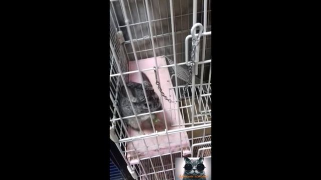 Контактный зоопарк ( Континент ) Омск. ШОК!!!!! БЕРУ НА РУКИ ЗМЕЮ!!!!!