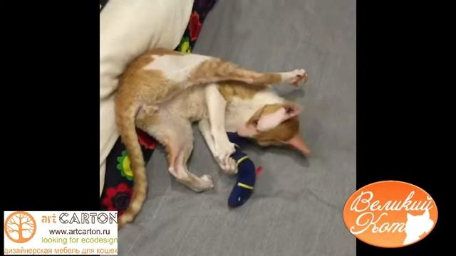 Охота на змей! Игрушка змейка 18 см от Великого кота,
