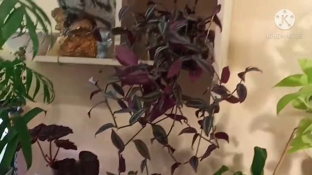 Традесканции осенью смотреть онлайн