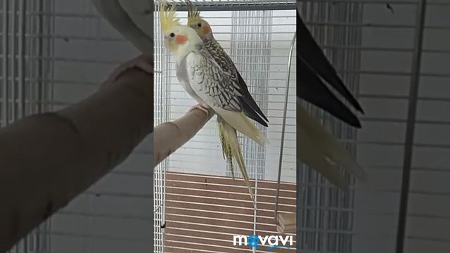 #harizma_ptichka Правила ж/д перевозки птиц в РБ. смотреть онлайн