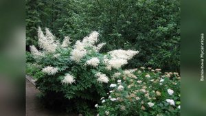 ❀ 5 растений, которые цветут в тени, и уход за ними