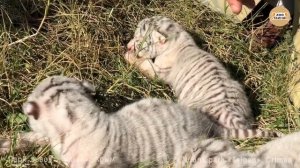 Рождение белых тигров в парке Тайган. Крым | The birth of white Bengali tigers
