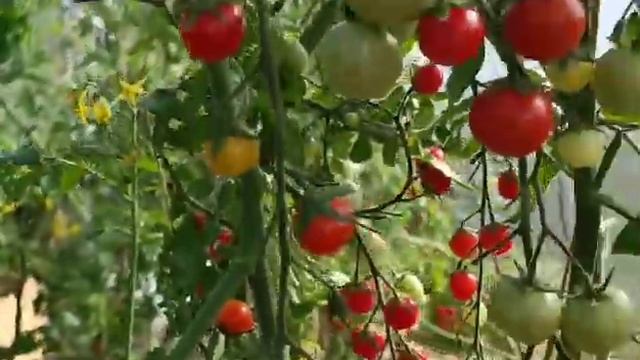 Томаты Красная вишня смотреть онлайн