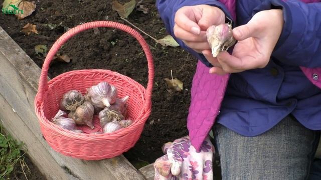 ? Какой чеснок можно посадить головками и получить большой урожай - 7 дач смотреть онлайн
