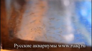 Икра золотых рыбок.