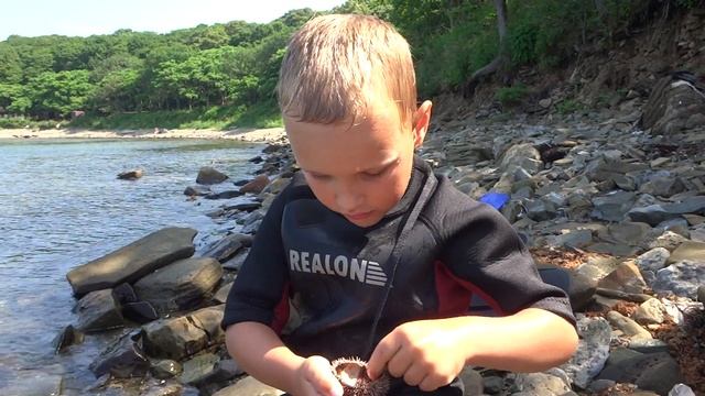 Данила ныряет за серыми морскими ежами чтобы добыть их икру. смотреть онлайн