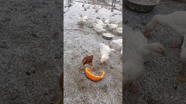 первый снег смотреть онлайн