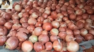 Как правильно хранить репчатый лук в домашних условиях зимой