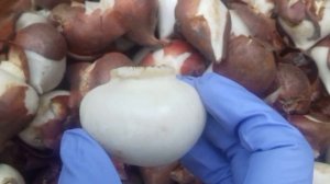 Выгонка тюльпана.Часть 1.подготовка луковицы.