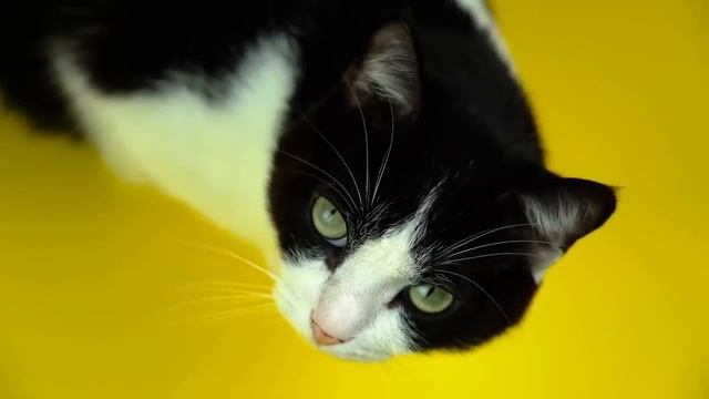 У тебя что, сестра каждый день замуж выходит смотреть онлайн