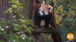 В мире. Красные пандята. Доброе утро. Фрагмент выпуска от 11.11.2019