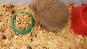 У нас новая хомячиха.