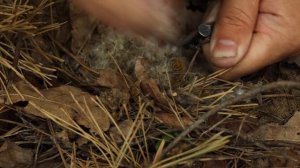 24 ЧАСА В ЛЕСУ ВЫЖИВАНИЕ