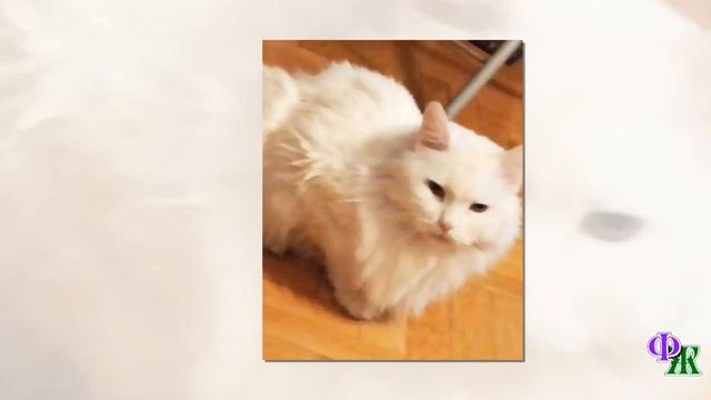 Беднягу котика выкинули из окна пятого этажа – он валялся со сломанными лапками и голодал… смотреть онлайн