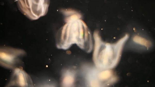 Heal Yourself- 10 Minutes Calming Music, Relaxation, Meditation, Sleeping, Study,Stress Relief смотреть онлайн