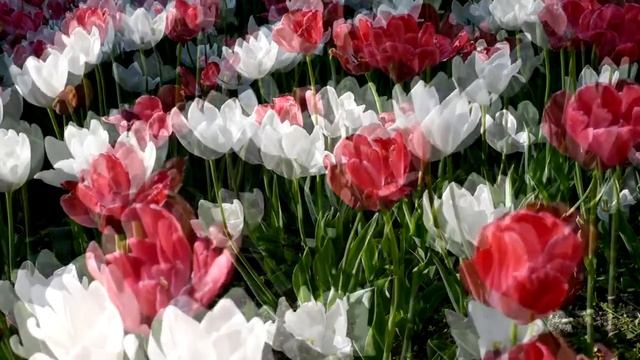 НАСТРОЙ ОТ ОНКОЛОГИИ ДЛЯ ИМЕНИ ЛЮДМИЛА смотреть онлайн