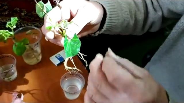 Укоренение зеленых черенков винограда осенью