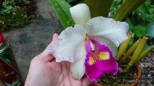 Cattleya warscewiczii ·