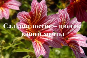 Сальпиглоссис