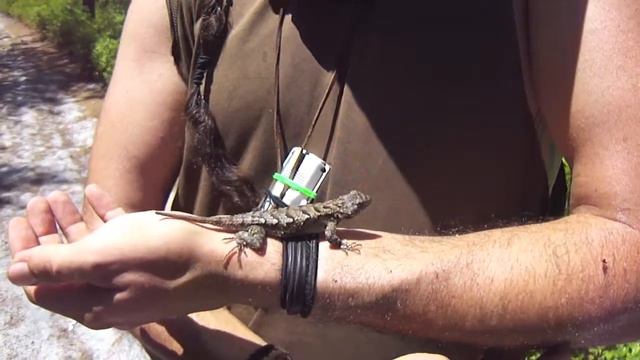 Found a Fence lizard while herping the pine barrens NJ 1080p HD смотреть онлайн