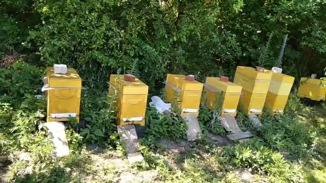 #Карника vs Бакфаст смотреть онлайн