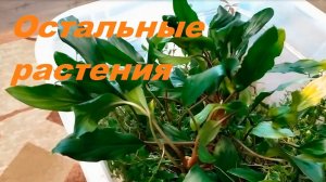 Остальные растения из меристемы. (Архив от 4.11.2022)