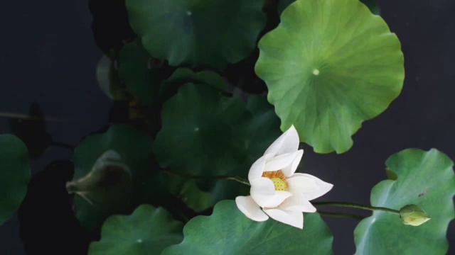 ГЭРЭЭ ГИЙГҮҮЛЬЕ цомог Эмэгтэй-ариун сав лекц