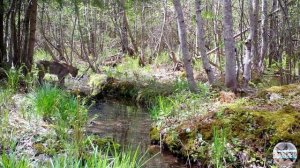Рыси дерутся на поляне. Жизнь рысей в дикой природе. Фотоловушка в лесу