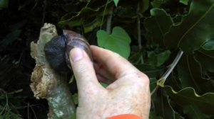 Giant African Land Snail | Achatina fulica | HD Video