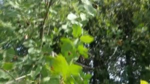 Вишня. Сбор Урожая с Высокого Дерева. Правильное Обрезание