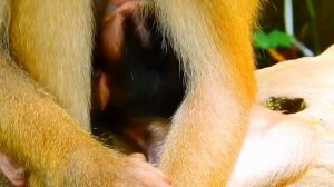 Trillion Poor Animals Monkey Wildlife Million Crying Baby, Top Sadness Poor Baby Monkey Wildlife Cr