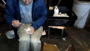 лечение кроликов от мокреца , инфекционный стоматит