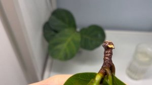 Спасение фикуса Лирата Бамбино. Экстренное черенкование. История наращивания корней ?