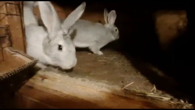 Разведение кроликов  Плюсы и минусы