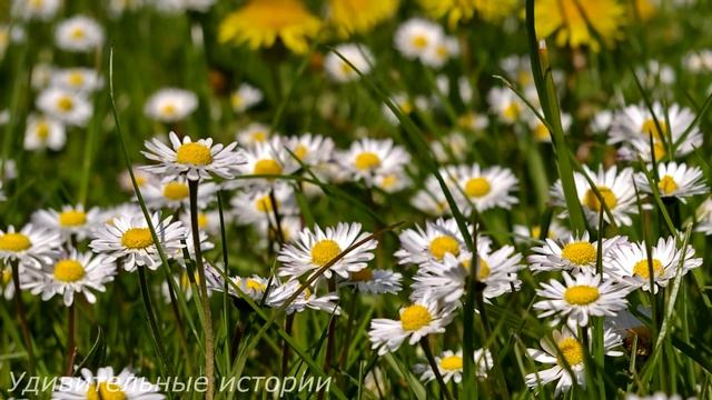 Миллионер сослал жену доживать в глухую деревню. Но когда она спасла волка в таёжном лесу... смотреть онлайн