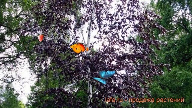 Береза повислая Пурпуреа (betula pendula) ? Пурпуреа обзор: как сажать, саженцы березы Пурпуреа