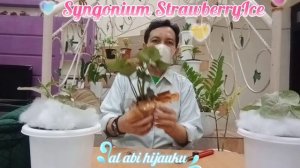 #unboxing #special #syngonium #strawberryice UNBOXING SYNGONIUM STRAWBERRY ICE NAN MEMPESONA