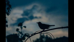 Пение соловья и кукушки в вечернем лесу (звуки природы для души)