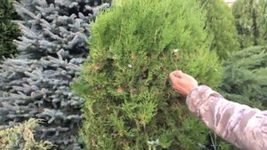 Живая изгородь из туи восточной - дёшево и сердито! Туя из семян или саженцы туи