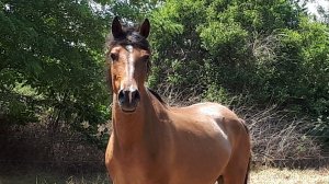 22 июля 2021 г. Стелла увидела корову