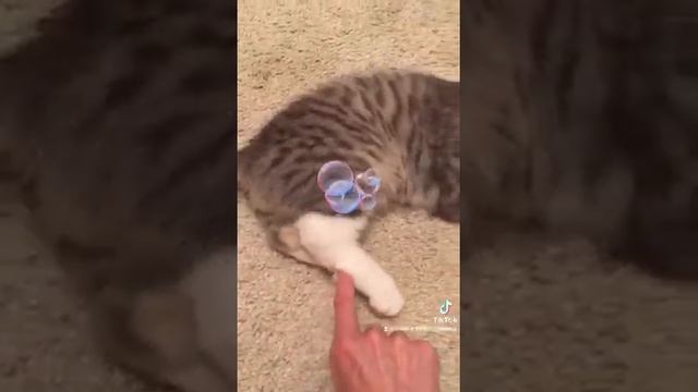 Воспитание ребенка#ВОСПИТАНИЕ КОТЁНКА#РАЗВИТИЕ РЕБЁНКА КОТЕНКА#САМЫЙ КРАСИВЫЙ КОТЕНОК В МИРЕ