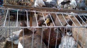 Редко таких встретишь. Разновидность уток - хохлатая (чубатая).