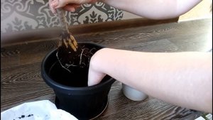 ДРАЦЕНА: МОЙ МЕТОД - ПЕРЕСАДКА, УХОД  - И РЕЗУЛЬТАТЫ