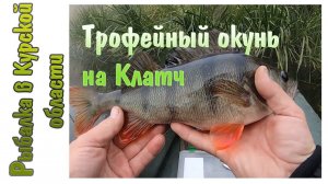 Трофейный окунь на Lucky Craft Clutch. Очередной тест Black Hole Trout Mania