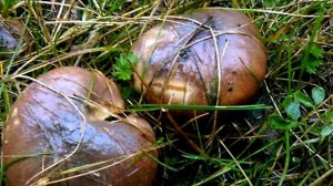 Маринованные маслята. Рецепт приготовления маслят