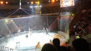 Viktoriya 02.10.2016 Зрелище не для слабонервных Тигры Пантеры и Леопарды