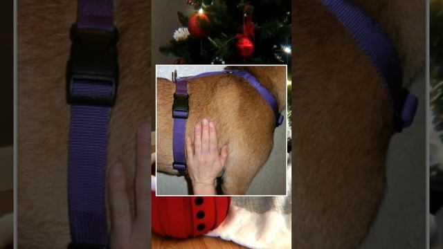 ?правильные неправильные шлейки для собак? смотреть онлайн