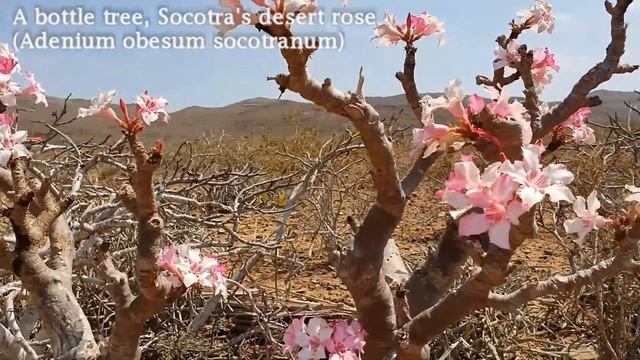 SOCOTRA. DAY 3 (Краеведческий музей. Флора и фауна) Folk Museum. Flora & Fauna + ENGLISH SUBTITLES смотреть онлайн