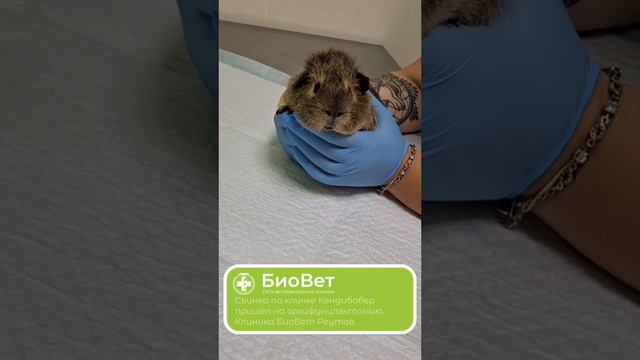 Свинка по кличке Кендибобер пришёл на орхифунилэктомию. Клиника БиоВет Реутов.