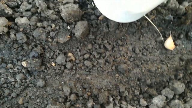 Посадка чеснока 8.10.2021 г смотреть онлайн